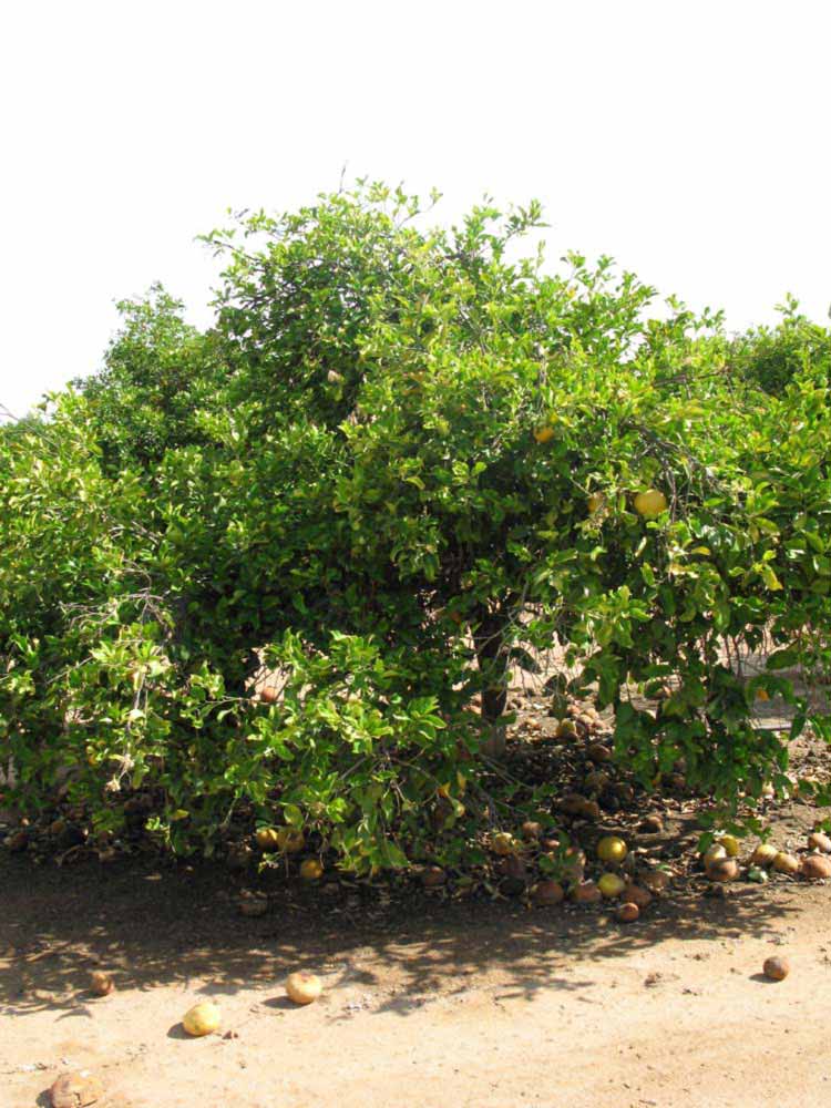            Habit (Riverside, CA)   